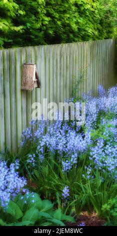 Vista paesaggio di fiori di bluebell in una foresta lussureggiante in estate. Piante blu che crescono in un giardino botanico in primavera. Belle piante fiorite violacee Foto Stock