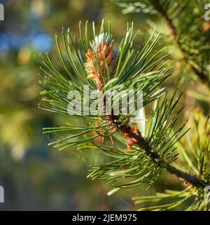 Pino scotch Pinus sylvestris polline maschio fiori su un albero che cresce in una foresta sempreverde di conifere in Danimarca. Fiori che crescono su un ramo di pino Foto Stock