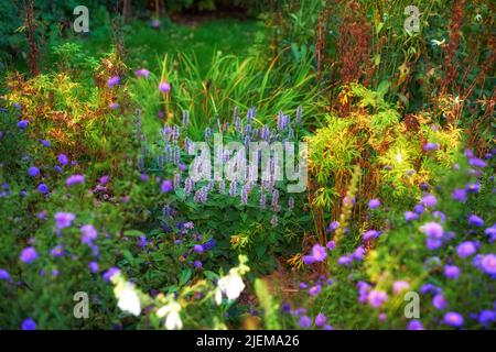 Giardino molto coltivato con piante varie. Rigoglioso cortile verde con cespugli rossi fioriti e fiori viola luminosi. Diverse erbe e fiori selvatici in crescita Foto Stock