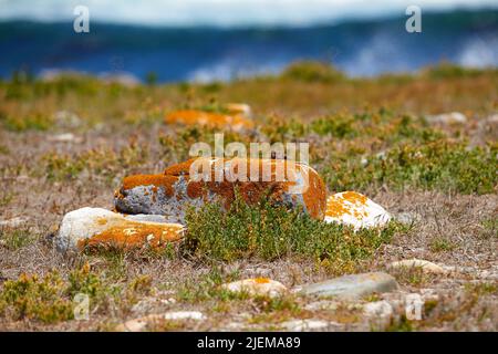 Paesaggio di massi e erba selvaggia che cresce su una collina costiera in una riserva naturale. Piante indigene sudafricane accanto al mare. Fynbos crescente Foto Stock