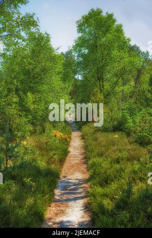 Campagna stretta strada sterrata. Bella vista paesaggio di una fila di alberi e una strada nella foresta. Stretta strada sterrata che passa attraverso l'autunno Foto Stock