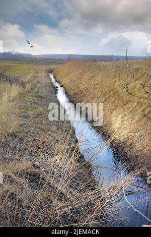 CopySpace accanto a un ruscello che scorre attraverso una fattoria umida su terreno scarsamente drenato nello Jutland, Danimarca, con uccelli che volano su sfondo cielo. Rurale Foto Stock