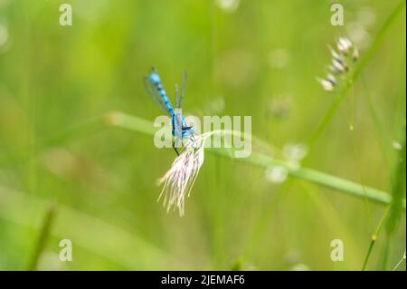 Damselfly blu comune che poggia sulla testa di seme di erba Foto Stock