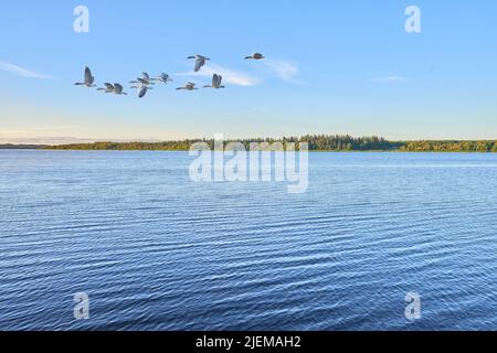 Foto primaverile di gabbiano volante sull'acqua nel crepuscolo. Un gregge di uccelli vola sull'acqua di mare che si increspa per pescare in un cielo limpido. Un sereno Foto Stock