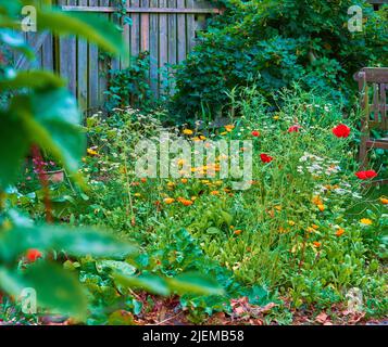 Una splendida vista su un giardino con papaveri rossi, marigolds e margherite con un'antica sedia da giardino. Il prato con fiori freschi e colorati e l'erba Foto Stock