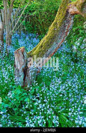 Vista dall'alto dei fiori di bluebell nella foresta lussureggiante in estate. Piante blu che crescono in giardino botanico in primavera dall'alto. Belle piante fiorite Foto Stock