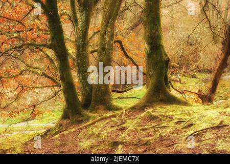 Muschio coperto faggi che crescono in remoto foresta, prato, campagna. Boschi mistici con alghe che ricoprono i tronchi in quiete, serene, tranquille, calme Foto Stock