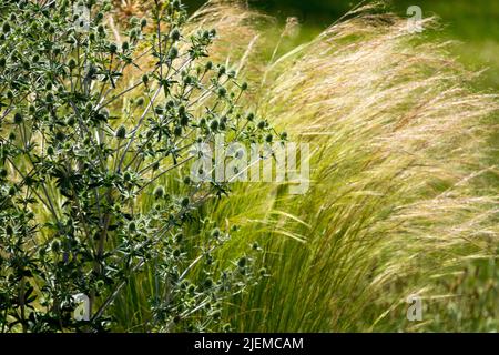 Stipa tenuissima Ponytails aka Nasella tenuissima Pony Tails , piante miste di piume messicane in Garden Sea Holly, Eryngium Foto Stock