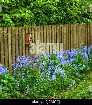 Paesaggio di fiori di bluebell in una foresta lussureggiante in estate. Piante blu che crescono in un giardino botanico in primavera. Belle piante fiorite violacee Foto Stock