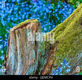 Moncone di muschio in un campo di fiori blu. Muschio coperto decadente albero circondato da vivaci bluebells selvaggio in primavera. Vista da primo piano di colorato, stupefacente Foto Stock