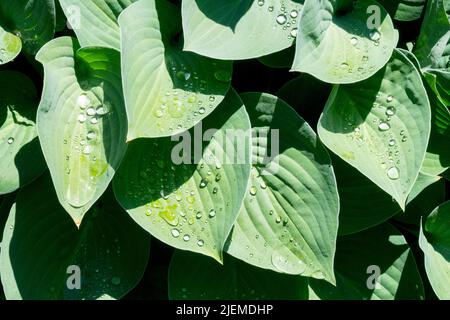 Waterdrops on Leaves Hosta 'ombrelloni blu' Foto Stock