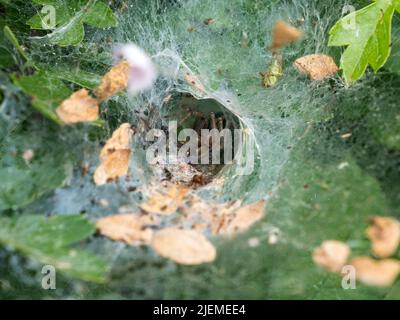 Un ragno labirintico (Agelena labirintica) seduto nel suo nastro di imbuto su Hounslow Heath, Londra, Regno Unito. Foto Stock