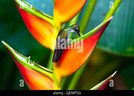 Hummingbird smeraldo, Amazzilia brevirostris, arroccato su un fiore rosso tropicale Heliconia che si nutriva di nettare. Uccello in natura Foto Stock