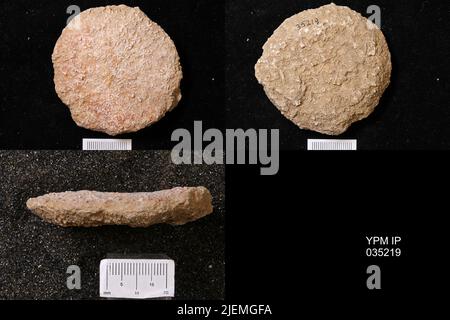 Astraeospongium meniscus (Romer). Foto Stock