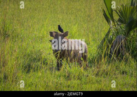 Ritratto di un warthog comune nel Parco Nazionale delle Cascate di Murchison (Uganda), mattinata di sole nel mese di maggio Foto Stock