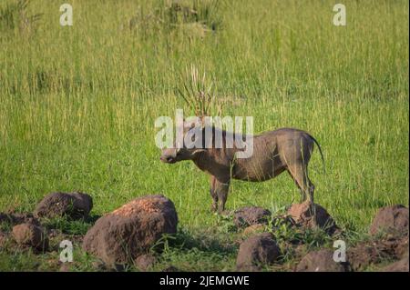 Ritratto di un warthog comune nel Parco Nazionale delle Cascate di Murchison (Uganda), mattinata di sole nel mese di maggio Foto Stock