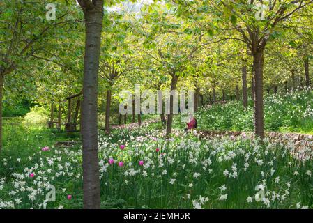 Alnwick Garden, vista in tarda primavera dei fiori che fioriscono nel Cherry Orchard in Alnwick Garden, un'attrazione popolare in Alnwick, Northumberland, Regno Unito Foto Stock