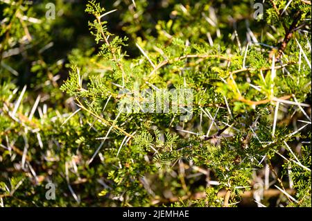 Lunghe spine affilate su un cespuglio in Africa Foto Stock