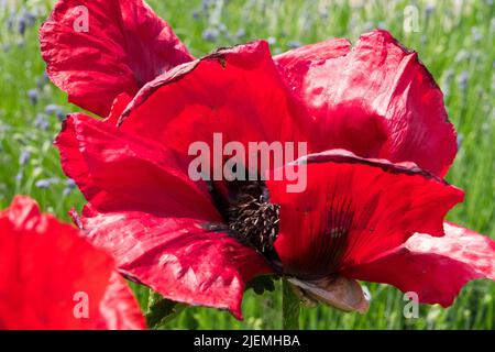 Papavero rosso di Opium, fiore, Papaver 'bellezza di Livermere', fioritura, Bloom, primo piano, Poppy Foto Stock