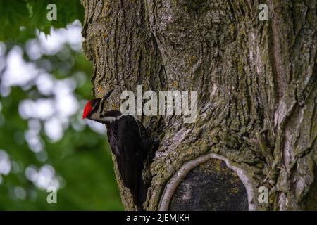 Un picchio pileato (Dryocopus pileatus) si aggrappa a lato di un albero, con la testa indietro pronta a tamburo contro l'albero. Foto Stock