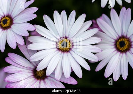 Osteospermum, fiori africani a margherita Foto Stock