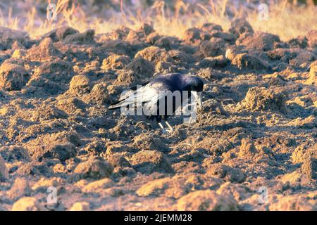 Rooks mangiano i lombrichi sul prato. L'uccello guida con forza il becco nel terreno. Come fa un rook notare un worm burrow in campo arato Foto Stock