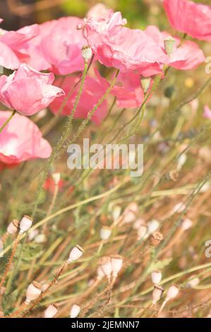 Fine stagione papaveri orientali rosa pallido fioriscono tra i semi in tarda estate, con spazio copia. Foto Stock