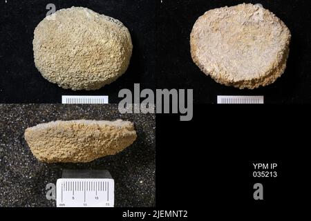 Astraeospongium meniscus (Romer). Foto Stock