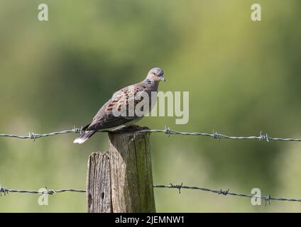 Una bella ma criticamente minacciata Turtle dove , sedette su un posto di recinzione in una fattoria in Essex , Regno Unito Foto Stock