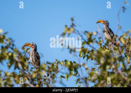 Due uccelli a becco d'uccello del sud, con la fattura gialla, seduti su rami nel paesaggio africano Foto Stock