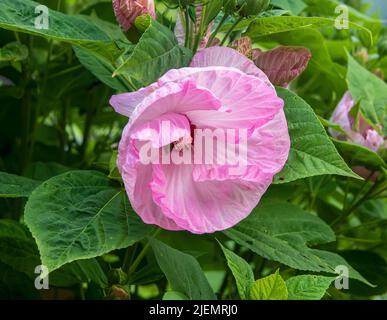 Grande fiore rosa Hibiscus in fiore su un cespuglio in Carolina del Nord Foto Stock