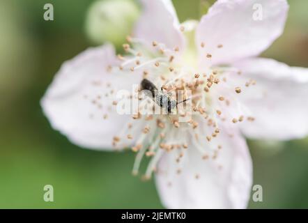 Foraging comune Yellow-face Bee (Hylaeus communis) Foto Stock