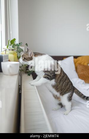 Gatto bianco grigio tabby appoggiato contro la finestra di vetro della casa mentre guardando odora una tazza calda di tè su un davanzale della finestra Foto Stock