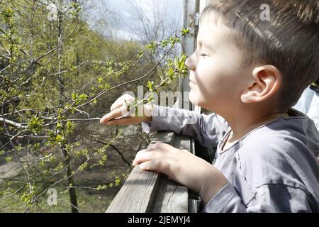 Il bambino di 6 anni gode di raggi di sole in una bella giornata di aprile, toccando il suo volto alle gemme di un albero di ciliegio su un balcone di un appartamento della città a Kiev, Ucraina Foto Stock