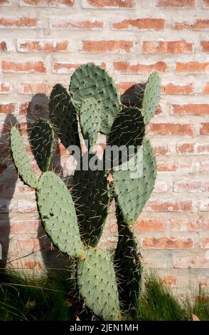 Grande cactus in giardino. Muro di mattoni Foto Stock