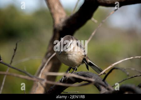 primo piano di un uccello Mimus saturninus Foto Stock