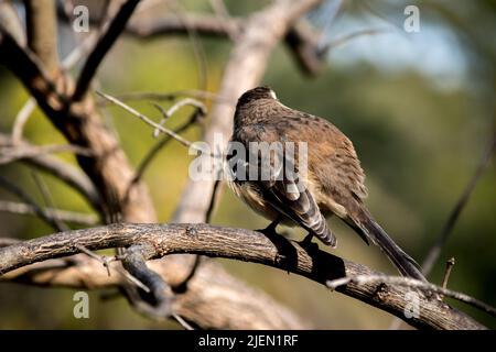 primo piano di un uccello Mimus saturninus Foto Stock