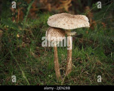 2 cappucci di procera di Macrolepiota, fungo da ombrellone, con caratteristiche fasce di scottatura su stipe e anello staccato sotto il cappello più vecchio - New Forest, Inghilterra Regno Unito Foto Stock