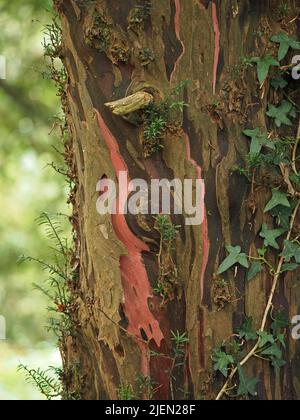 Foglie di Ivy verde aggrappate al tronco dell'albero di Yew (Taxus baccata) con scortecciatura rossa e marrone New Forest, Inghilterra UK Foto Stock