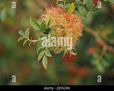 Robins Pincushion causato da larve di minuscola vespa (Diplolepis rosae) che si nutre di pianta ospite, ma provoca pochi danni, crescendo sulla pianta di rosa selvatica Foto Stock