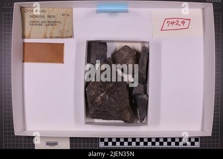 taxa mista, collezione stratigrafica. accn: 7429; Foto Stock