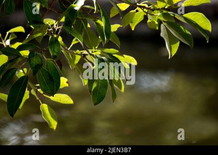 Foglie di verde brillante appese su sfondo di acqua scura Foto Stock