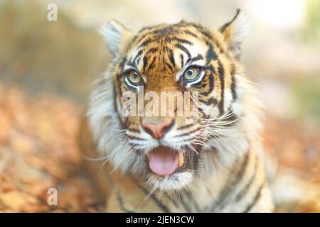 Un colorato ritratto della tigre in un parco Foto Stock