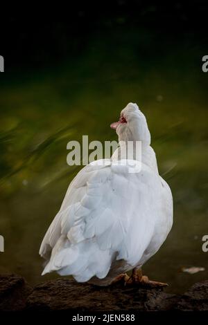 Muscovy Duck cairina moschata. Bella anatra bianca Foto Stock