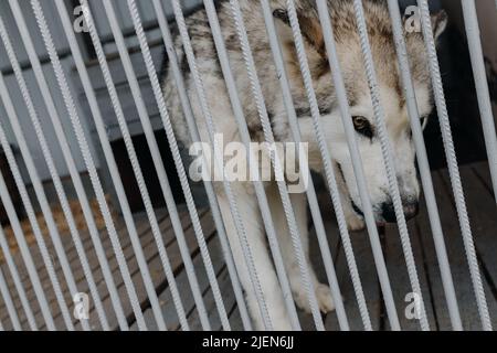 Cane senza tetto in gabbia. Cane infelice dietro le sbarre in un rifugio per cani. Foto Stock