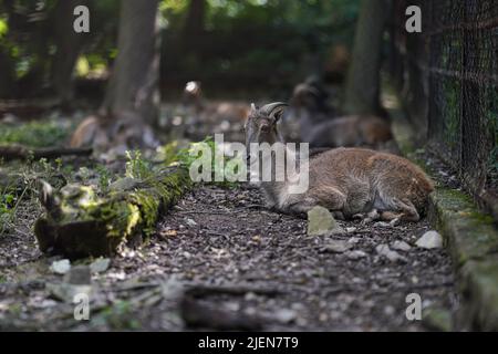 Capra marrone grigio - Capra hircus - poggiante sul terreno vicino alla recinzione, sfumatura sfondo foresta, profondità di campo poco profonda foto Foto Stock