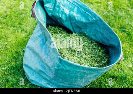 Erba fresca tagliata naturale in sacchetto blu con rastrello su prato verde. Preparazione futura compost, fertilizzante organico ecologico. Riciclaggio Foto Stock