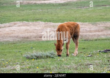 American Bison Calf nel parco nazionale di Yellowstone Foto Stock