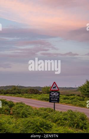 Segnale di avvertimento ad alto rischio di animali su strada al tramonto su una New Forest Road, Hampshire, Regno Unito Foto Stock