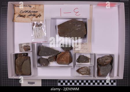 taxa mista, collezione stratigrafica. accn: 5154; Foto Stock